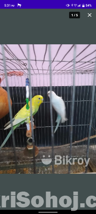 bazigar love bird